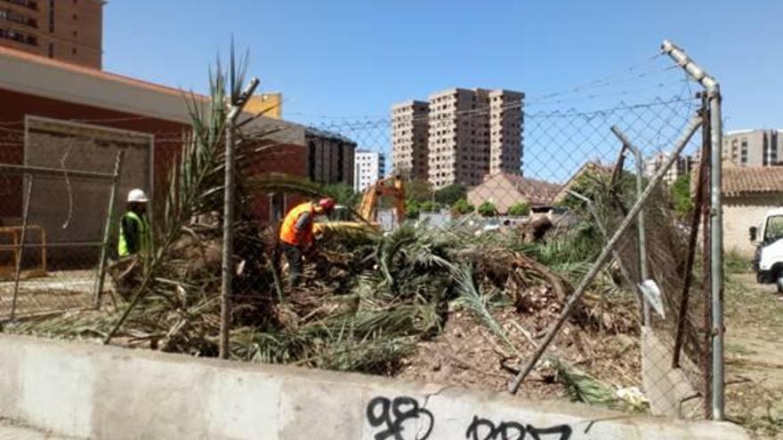 Trabajadores cortando los árboles en «La Patatera».