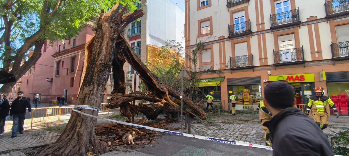 FOTOGALERÍA | Una palmera cae sobre un coche en Kansas City y un árbol se desploma en San Jacinto