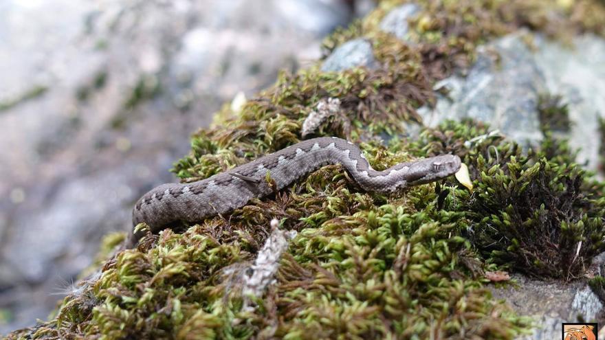 Las mordeduras más peligrosas en Galicia