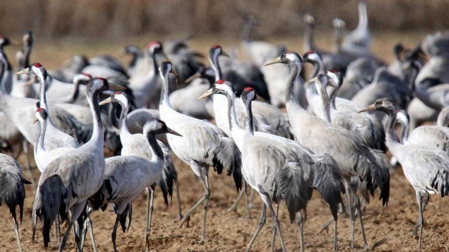 Extremadura pierde miles de grullas en el peor otoño sanitario de la ruta occidental