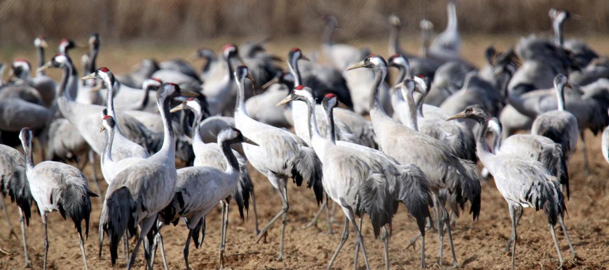 El último censo nacional contabiliza 84.777 ejemplares invernantes en Extremadura frente a los 118.177 de la campaña anterior.