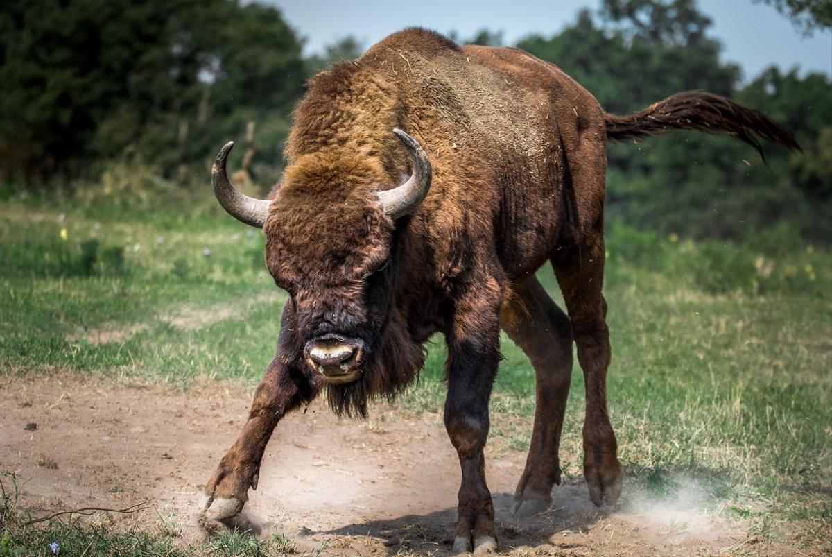 bison-european-2118538 1920