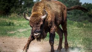Imagen de archivo de un bisonte