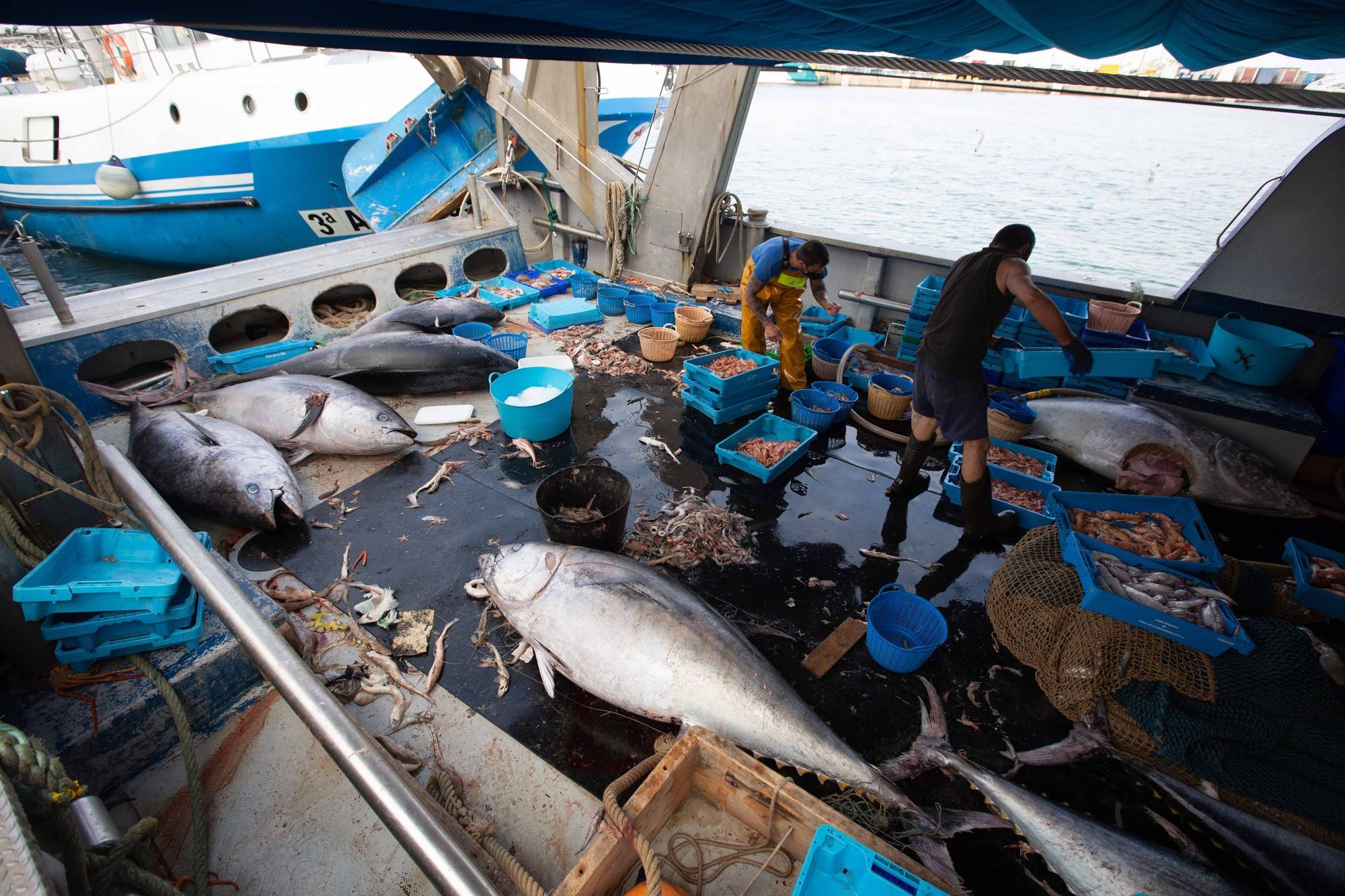 Un pescador de La Vila no sabe qué hacer con 8 atunes capturados por error en Ibiza