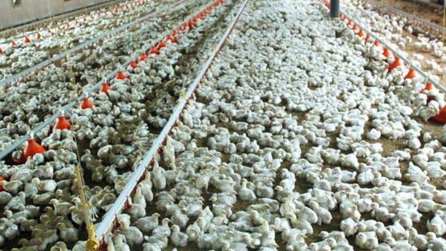 Las granjas avícolas duplican las pérdidas a causa de los sobrecostes