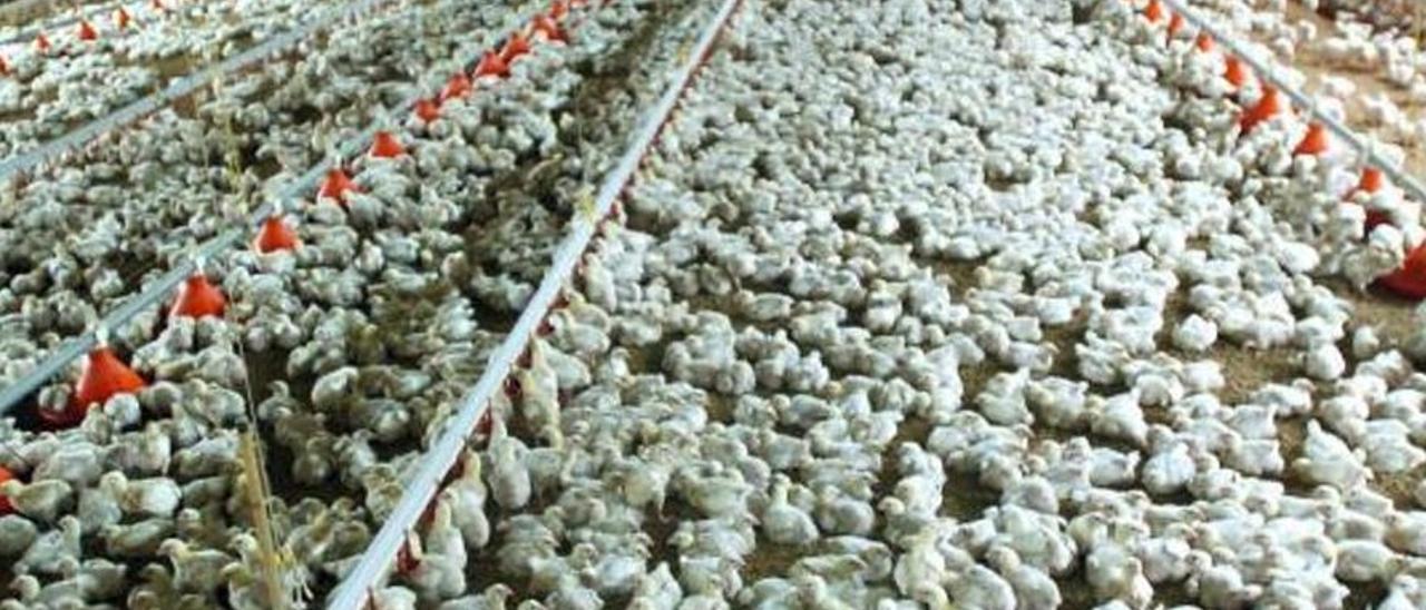 Imagen de archivo del interior de una granja de pollos. / EDUARDO ABAD
