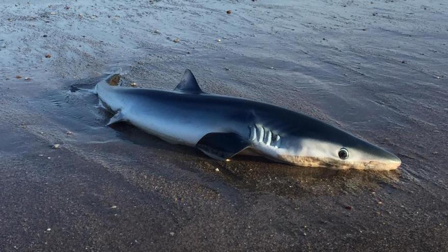 Devuelven con vida al mar un tiburón varado en Salinas