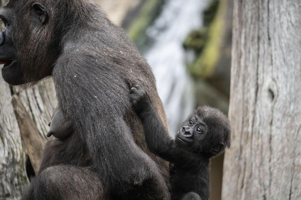 Ernie, el único ejemplar de gorila de llanura nacido en España en 2025