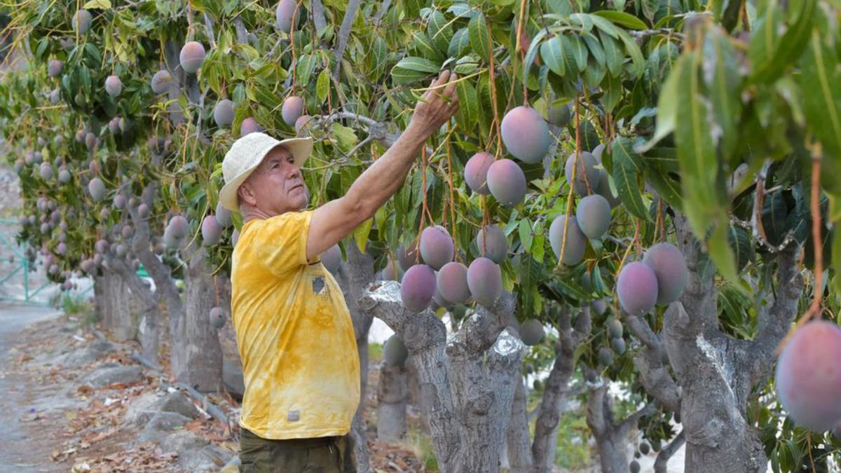 Cultivo de mangos en Mogán.