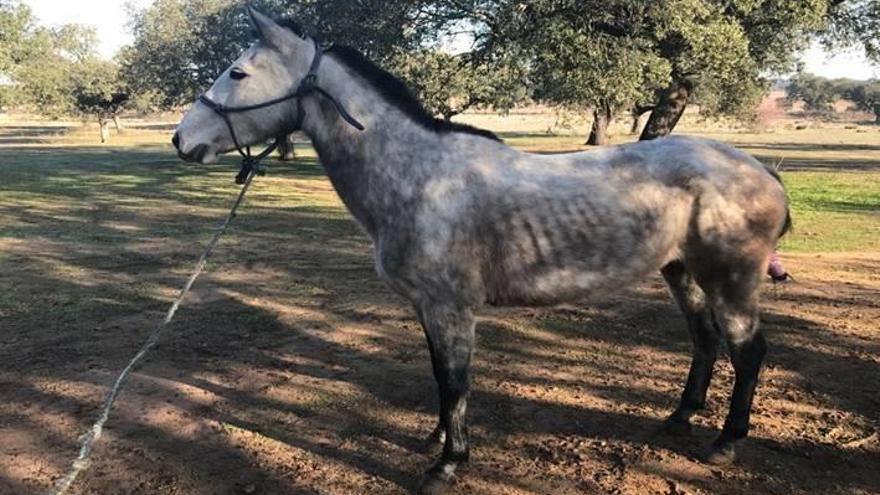 La dueña de un caballo suelto acaba ante el juez