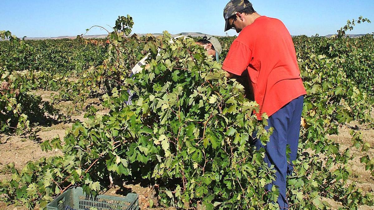 Dos viticultores recolectan uva tinta en una parcela de la DO Toro durante una vendimia anterior. | M. J. C.