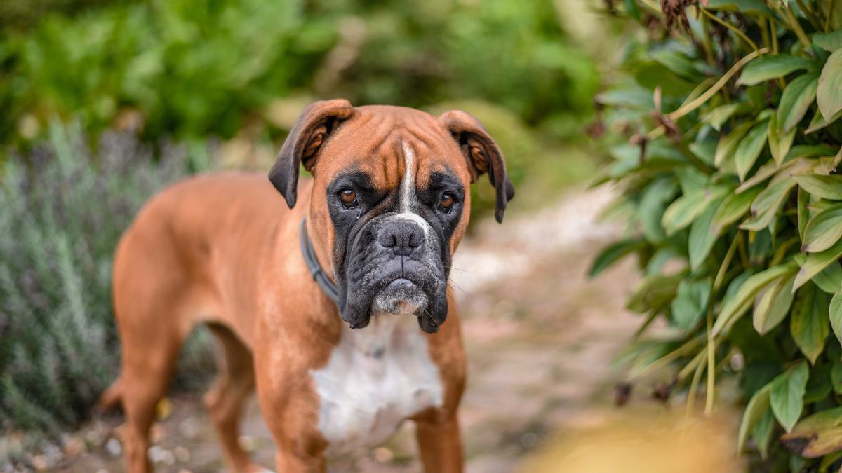 Los bóxer son una de las razas de perro más comunes