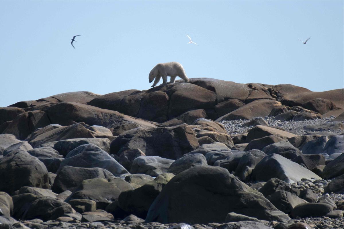 Así viven los osos polares en Hudson Bay, cerca de Churchill (Canadá).