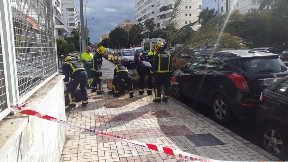 Incidencias por la caída de ramos.