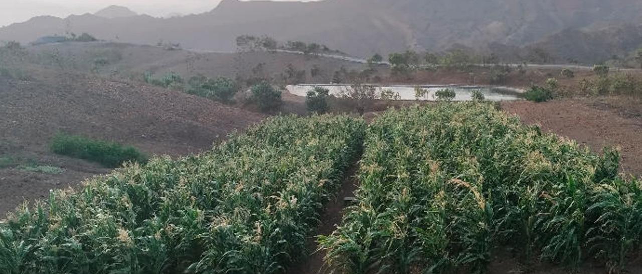 Dos de las parcelas experimentales o laboratorios naturales, en los que trabajan en Gran Canaria y en Cabo Verde.