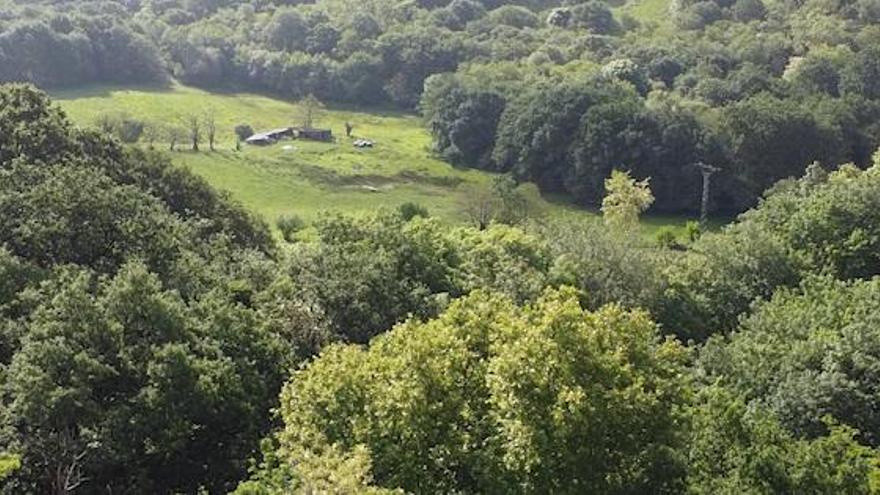 Bosque de La Manjoya, Oviedo