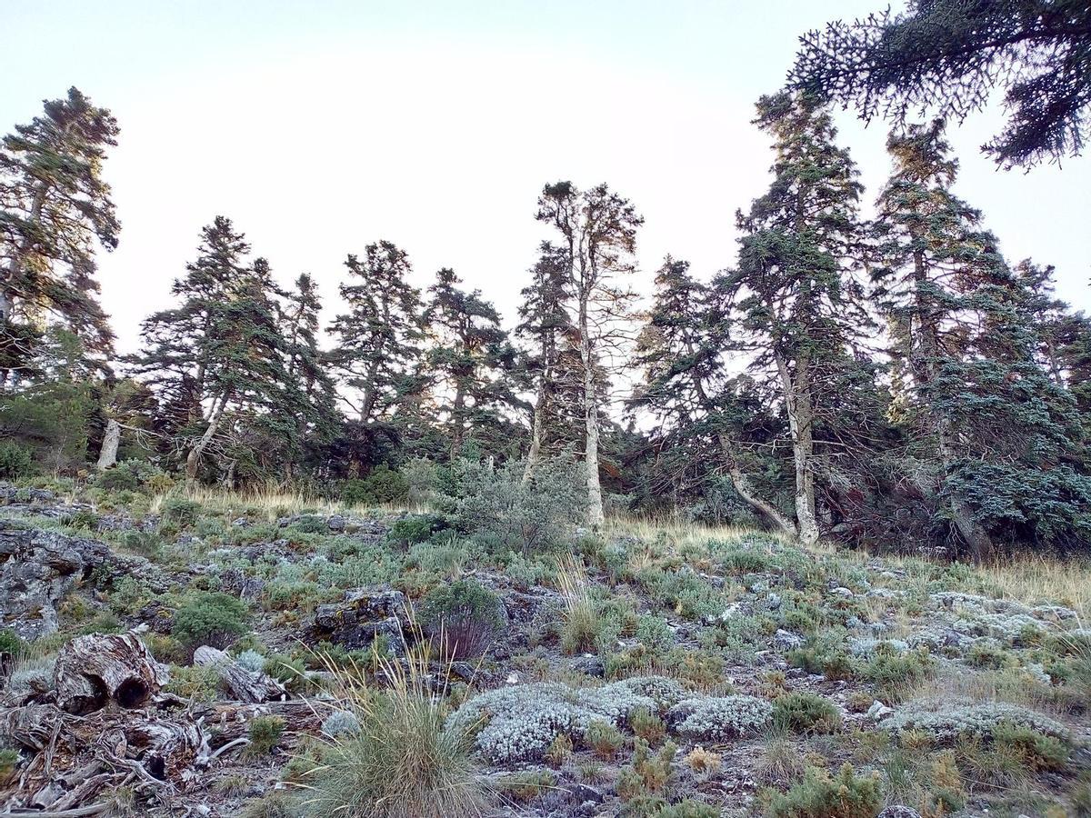 Pinsapar de Cubero, en la Sierra de las Nieves.