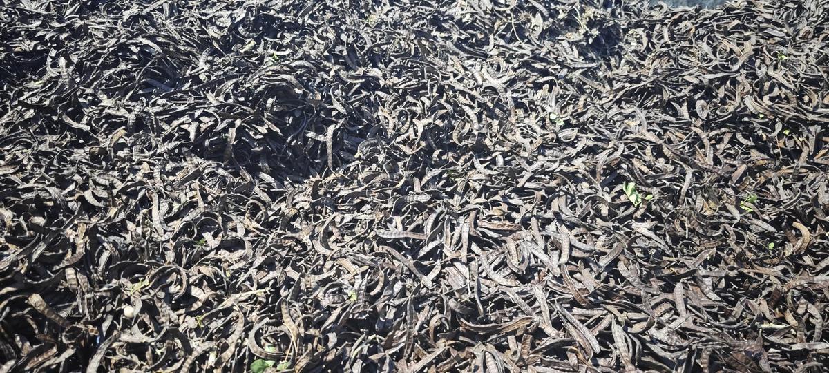 FOTOS | Arranca la campaña de la algarroba en Mallorca