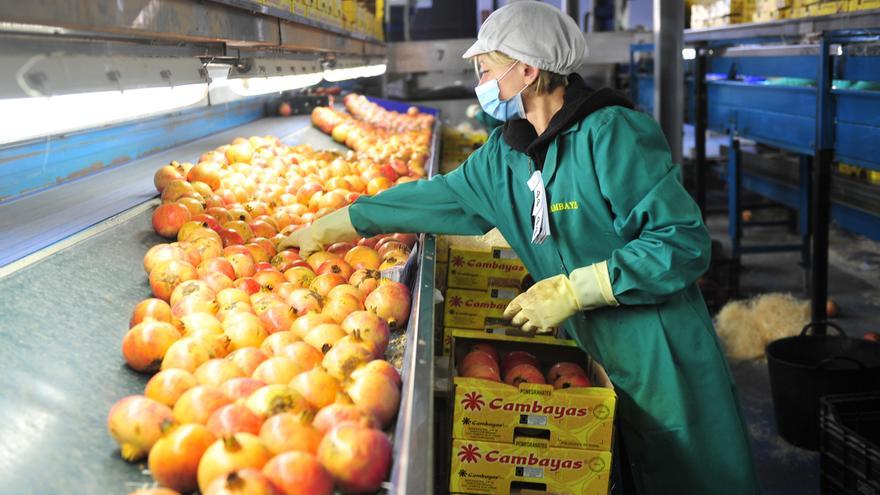 La DOP afina las pruebas de calidad de la granada mollar para llegar a más mercados