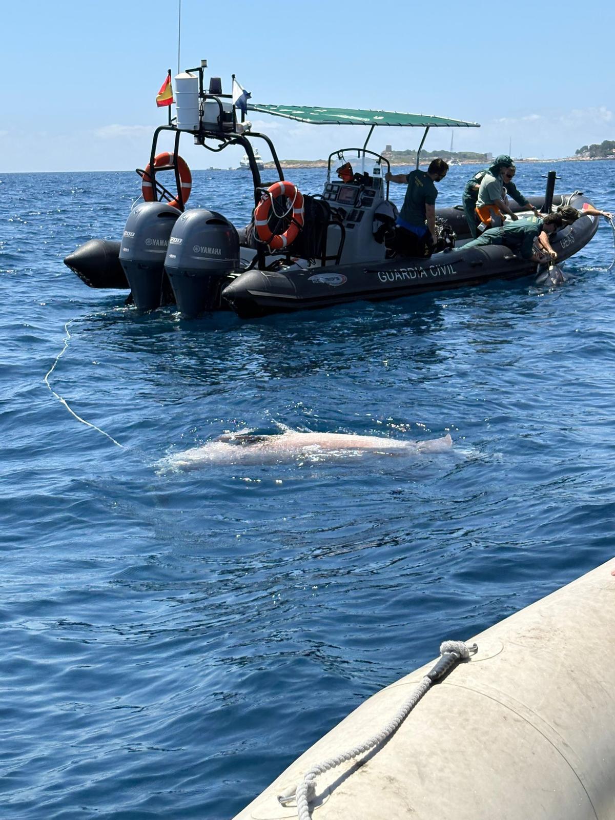 Die Guardia Civil brachte einen Kadaver an Land.