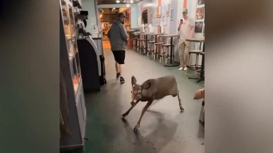 Un ciervo entra en un bar y descoloca a los clientes: ¿Estoy viendo un ciervo?