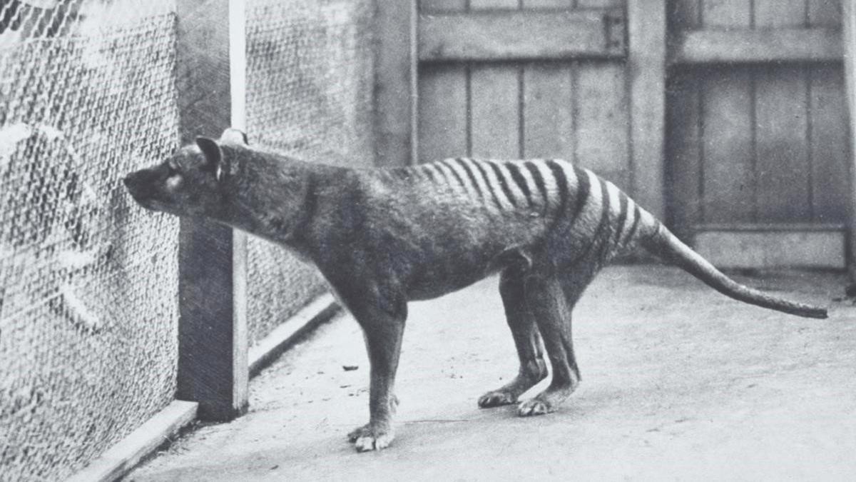 zentauroepp50442095 01 01 1970 postal del tigre de tasmania  hobart zoo c  1928 191018174222