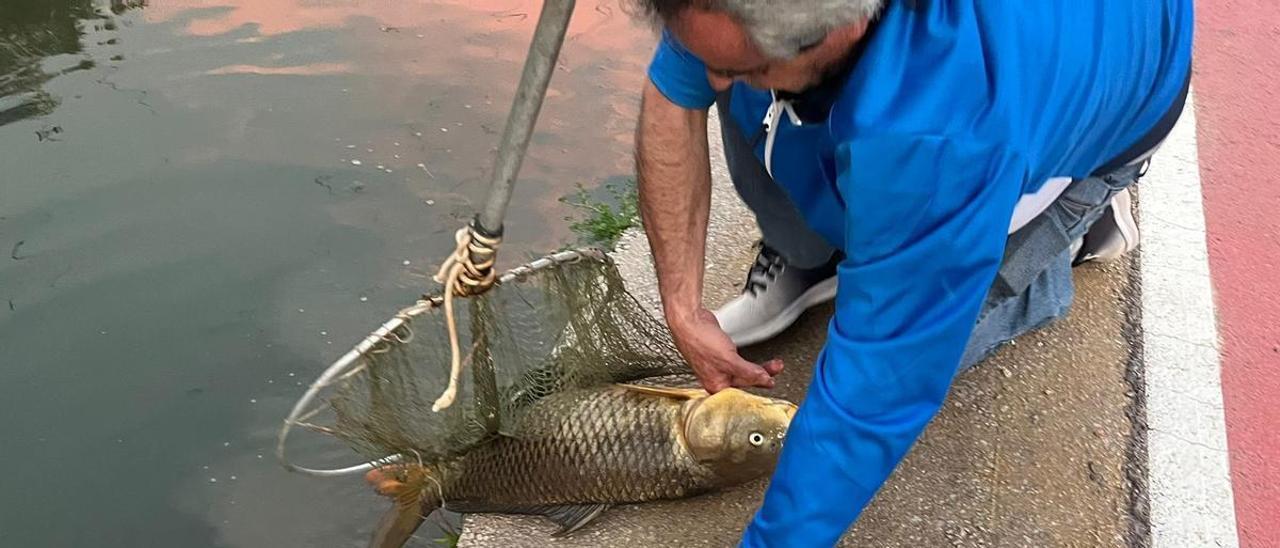 Carpas, lisas o lubinas están entre los peces muertos aparecidos en las compuertas de la gola de Nules.