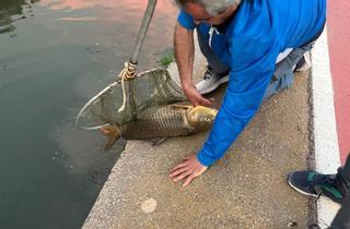 Investigan la aparición de decenas de peces muertos en la Gola de Nules