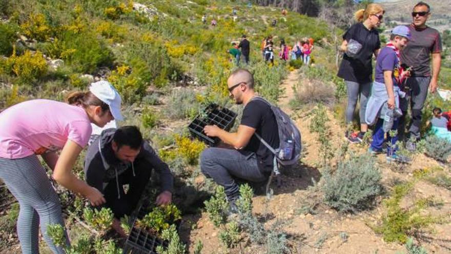 Los alcoyanos plantan árboles en Serelles