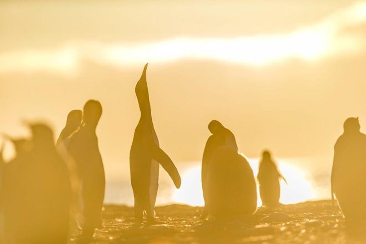 Grupo de pingüinos rey en las Islas Georgias del Sur.