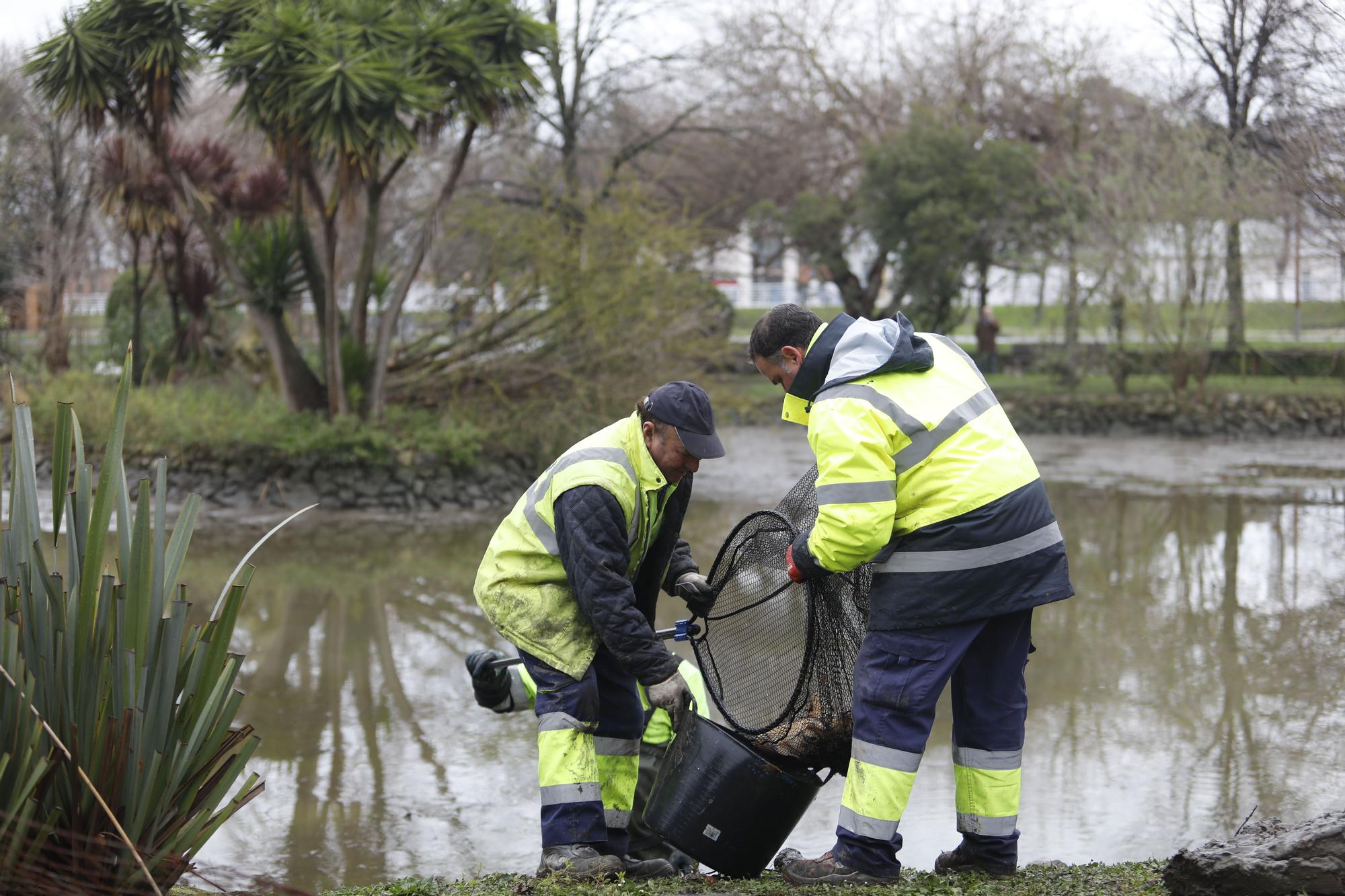 En imágenes: los dragados obligan a trasladar los peces del parque de Isabel la Católica