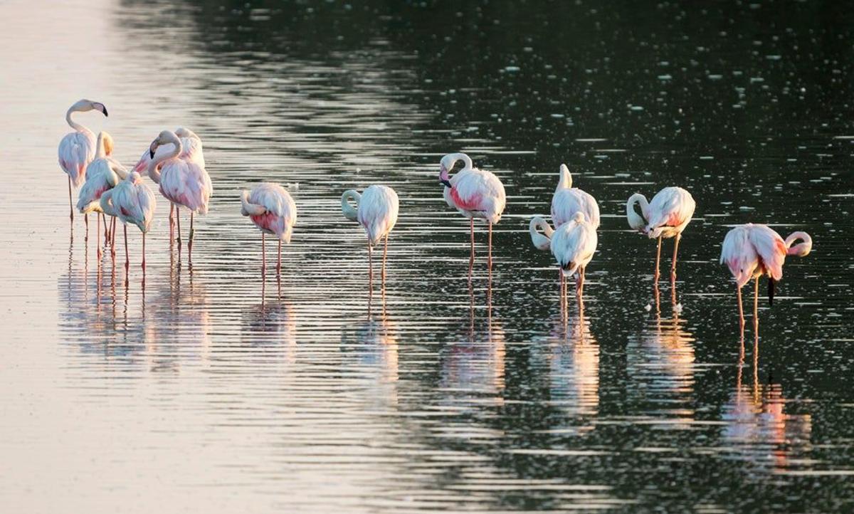“Birdwatching” en el Parque Nacional de Doñana, Huelva