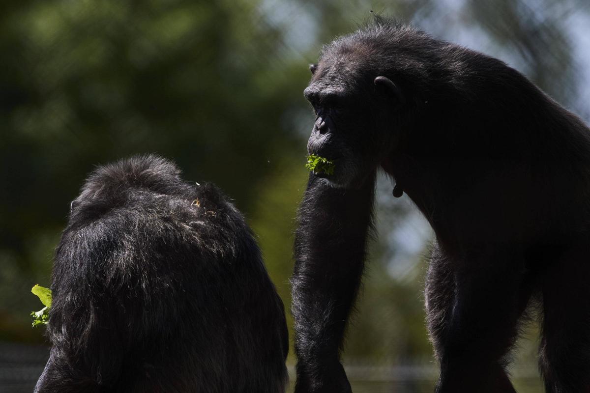 La Fundació Mona, ubicada a Riudellots de la Selva