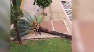 "La palmera ha palmao": el vídeo viral de una mujer en Sevilla llena de memes las redes