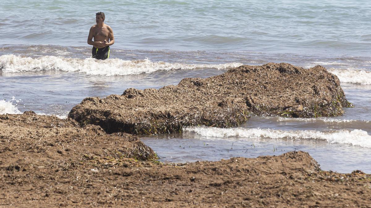 Algas autóctonas en una playa de la provincia, en imagen de archivo