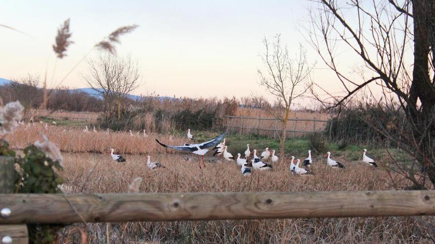 Un estol de cigonyes dins del Parc Natural.