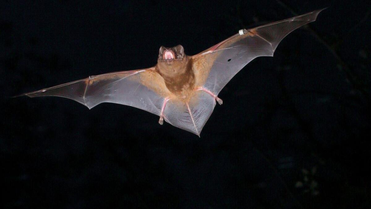 «Un solo murciélago come entre 1.000 y 3.000 mosquitos cada noche»