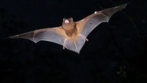 Identificats en un grup de ratpenats els ‘parents’ més pròxims al coronavirus de la covid-19