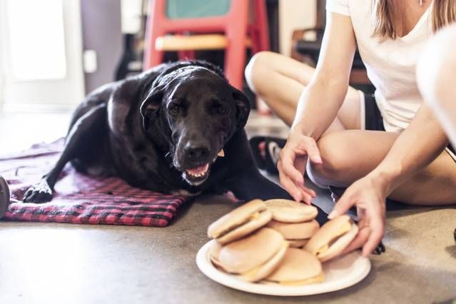 La historia del labrador Duke