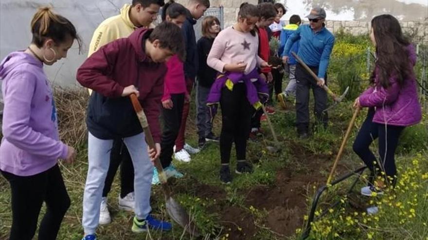 Los alumnos reforestan con arbustos el entorno escolar