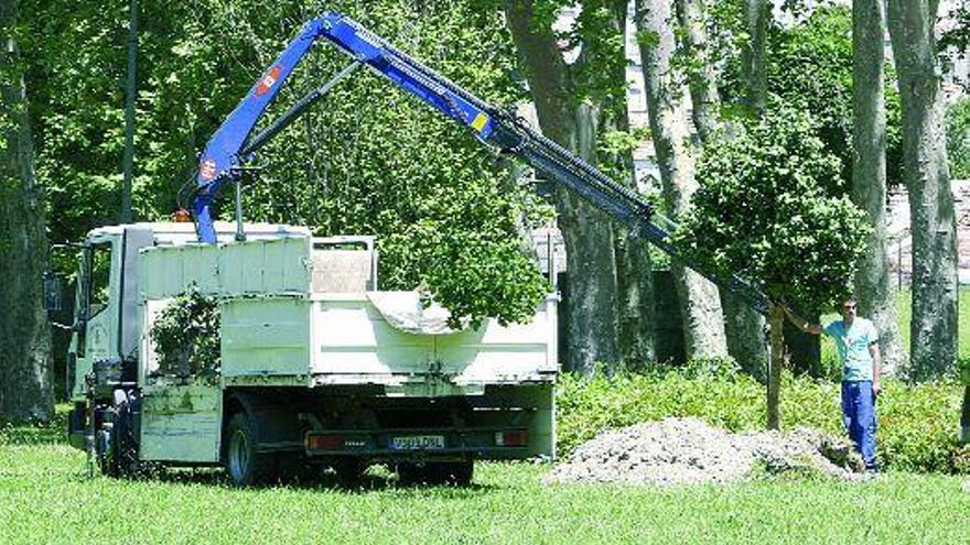 Los técnicos municipales reconocen que la operación del trasplante de los árboles en Castrelos es &quot;muy difícil&quot;. / ricardo grobas