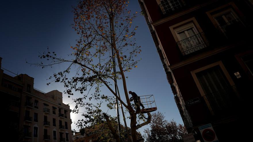 Imágenes | Tala de árboles en el centro de Madrid por la ampliación de una línea de metro