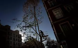 Imágenes | Tala de árboles en el centro de Madrid por la ampliación de una línea de metro