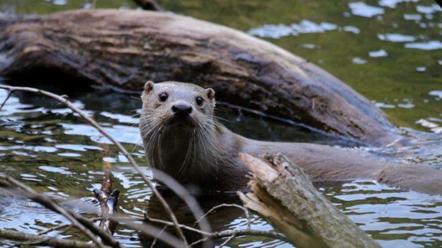 La nutria se recupera y vuelve a poblar  con fuerza nuestros ríos