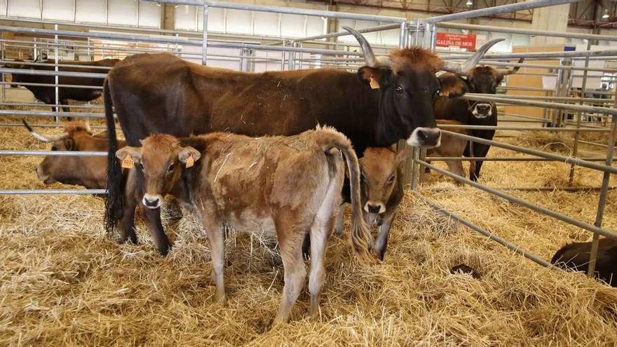 Vacas de razas autóctonas con crías en una edición anterior de la Semana Verde. // Bernabé/Gutier