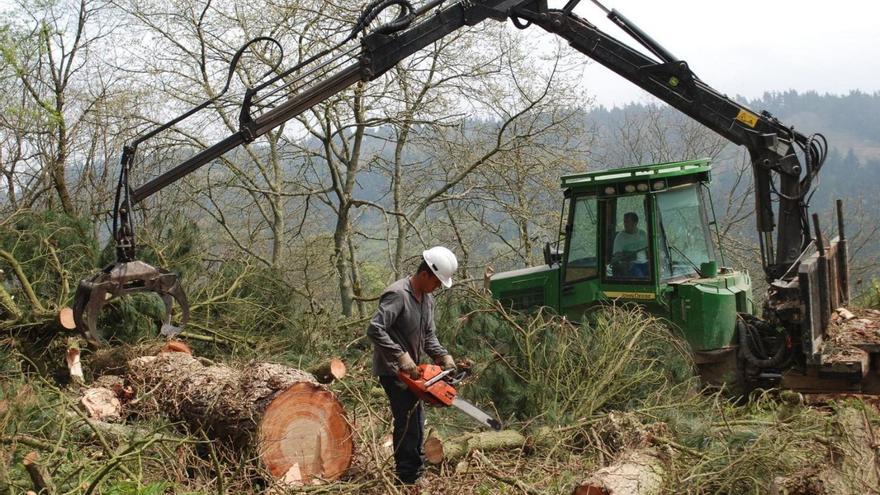 Una corta de madera en el cordal de Peón. |