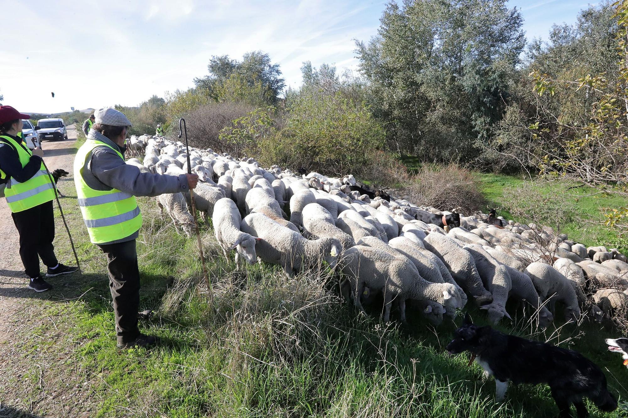 Trashumancia: Un rebaño de ovejas por la Calahorra