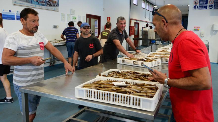 El pósito de Cangas lanza una tirada de 9.000 latas de conserva de navaja de las Cíes en aceite de oliva