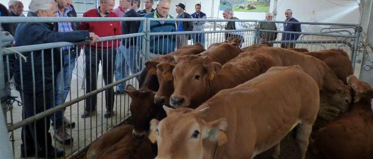 Varios ganaderos observando los terneros en la pasada Feria de San Mateo de Cangas del Narcea.