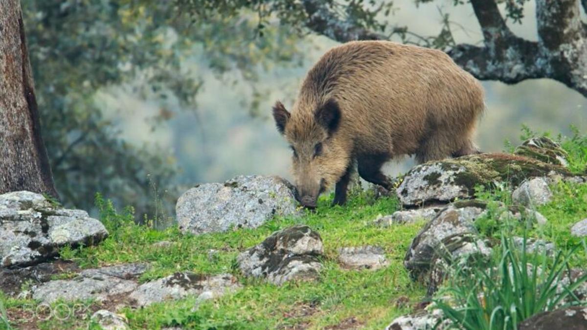 ¿Por qué el jabalí sigue extendiéndose por España y llega a las ciudades?